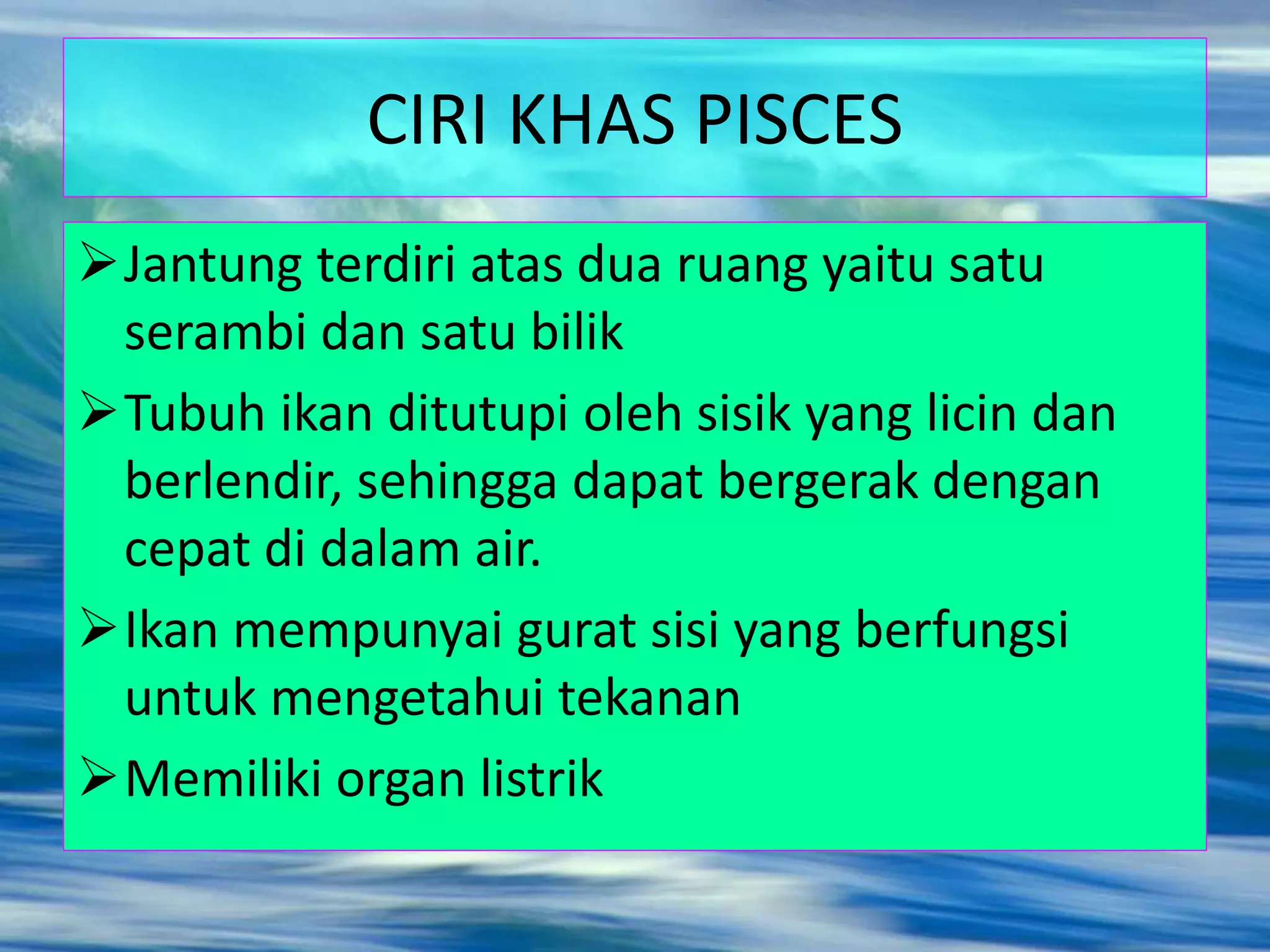 CIRI KHAS PISCES
Jantung terdiri atas dua ruang yaitu satu
serambi dan satu bilik
Tubuh ikan ditutupi oleh sisik yang licin dan
berlendir, sehingga dapat bergerak dengan
cepat di dalam air.
Ikan mempunyai gurat sisi yang berfungsi
untuk mengetahui tekanan
Memiliki organ listrik
 