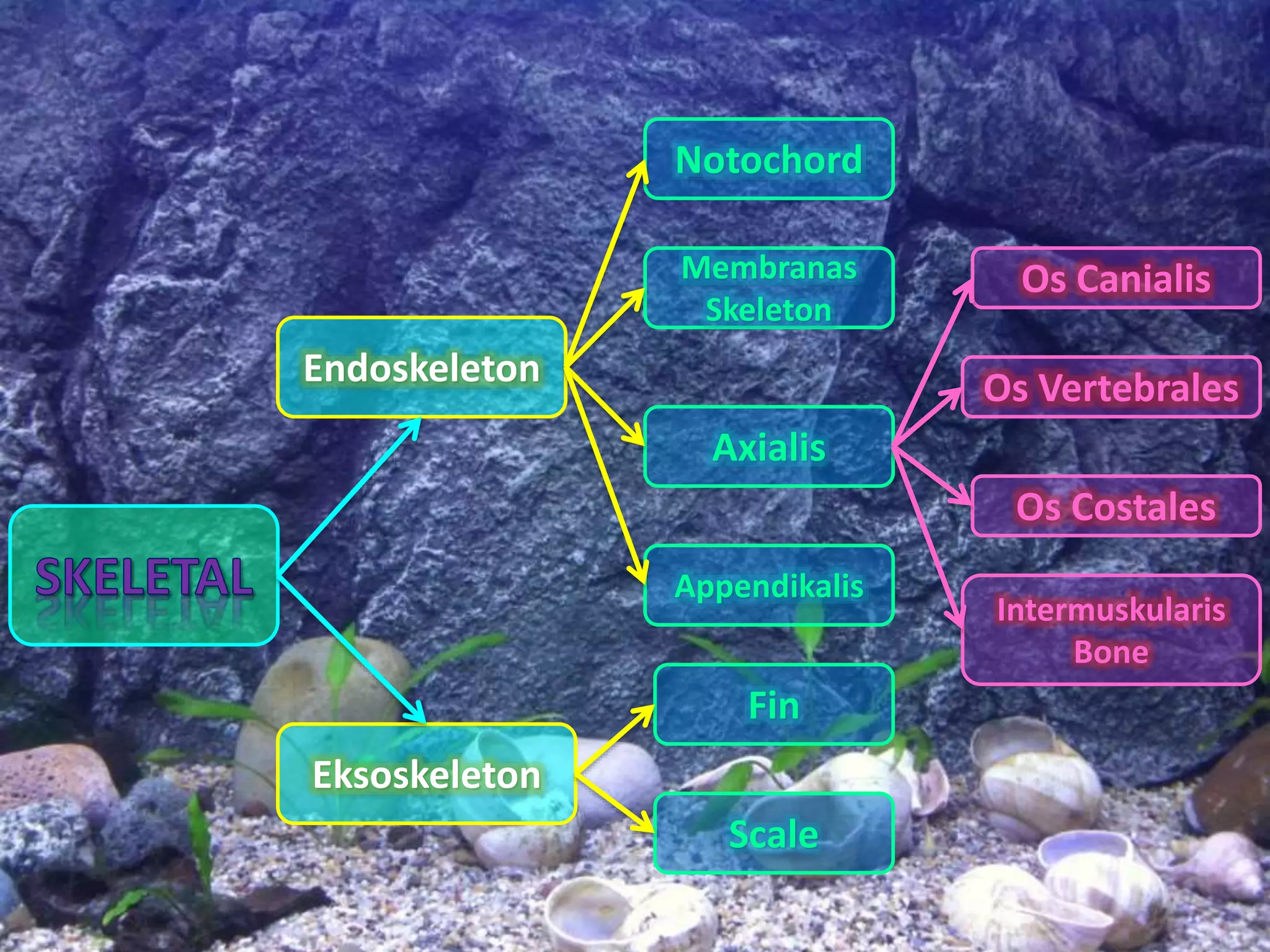 Endoskeleton
Eksoskeleton
Notochord
Membranas
Skeleton
Axialis
Appendikalis
Scale
Fin
Os Canialis
Os Vertebrales
Os Costales
Intermuskularis
Bone
 