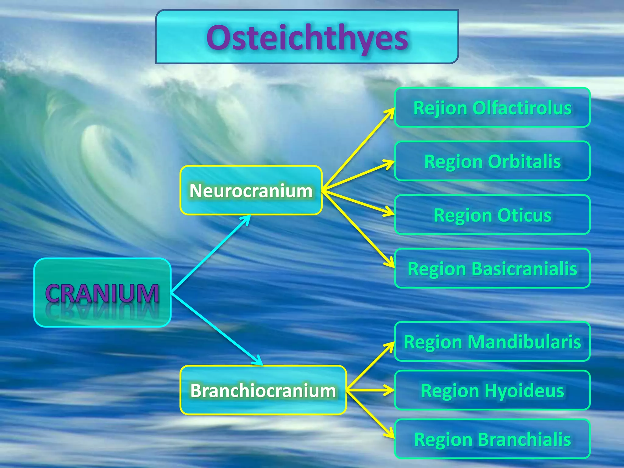 Neurocranium
Branchiocranium
Rejion Olfactirolus
Region Orbitalis
Region Oticus
Region Mandibularis
Region Branchialis
Region Hyoideus
Osteichthyes
Region Basicranialis
 