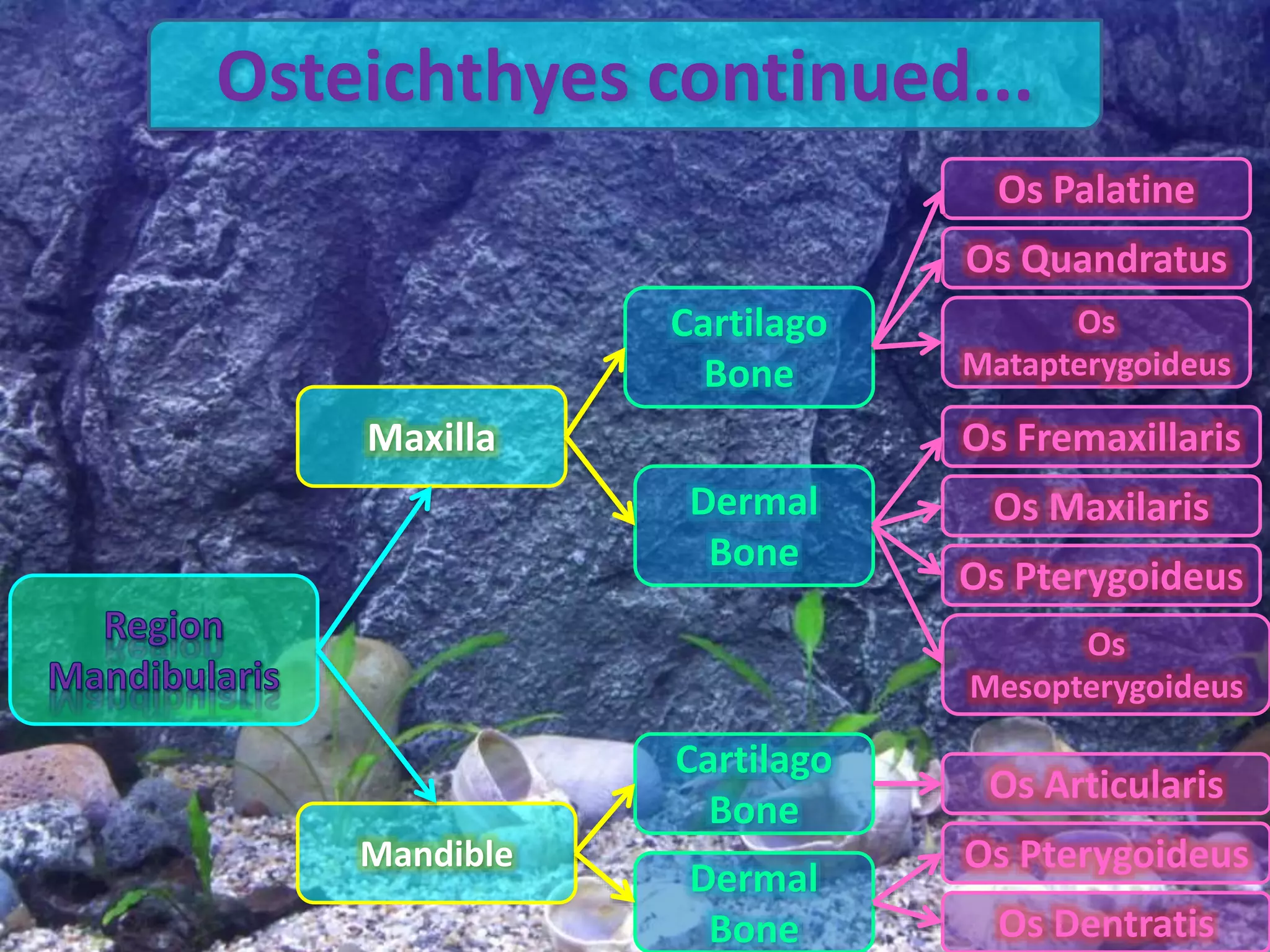 Maxilla
Mandible
Cartilago
Bone
Dermal
Bone
Dermal
Bone
Cartilago
Bone
Os Fremaxillaris
Os Maxilaris
Os Pterygoideus
Os
Mesopterygoideus
Osteichthyes continued...
Os Palatine
Os Quandratus
Os
Matapterygoideus
Os Pterygoideus
Os Dentratis
Os Articularis
 
