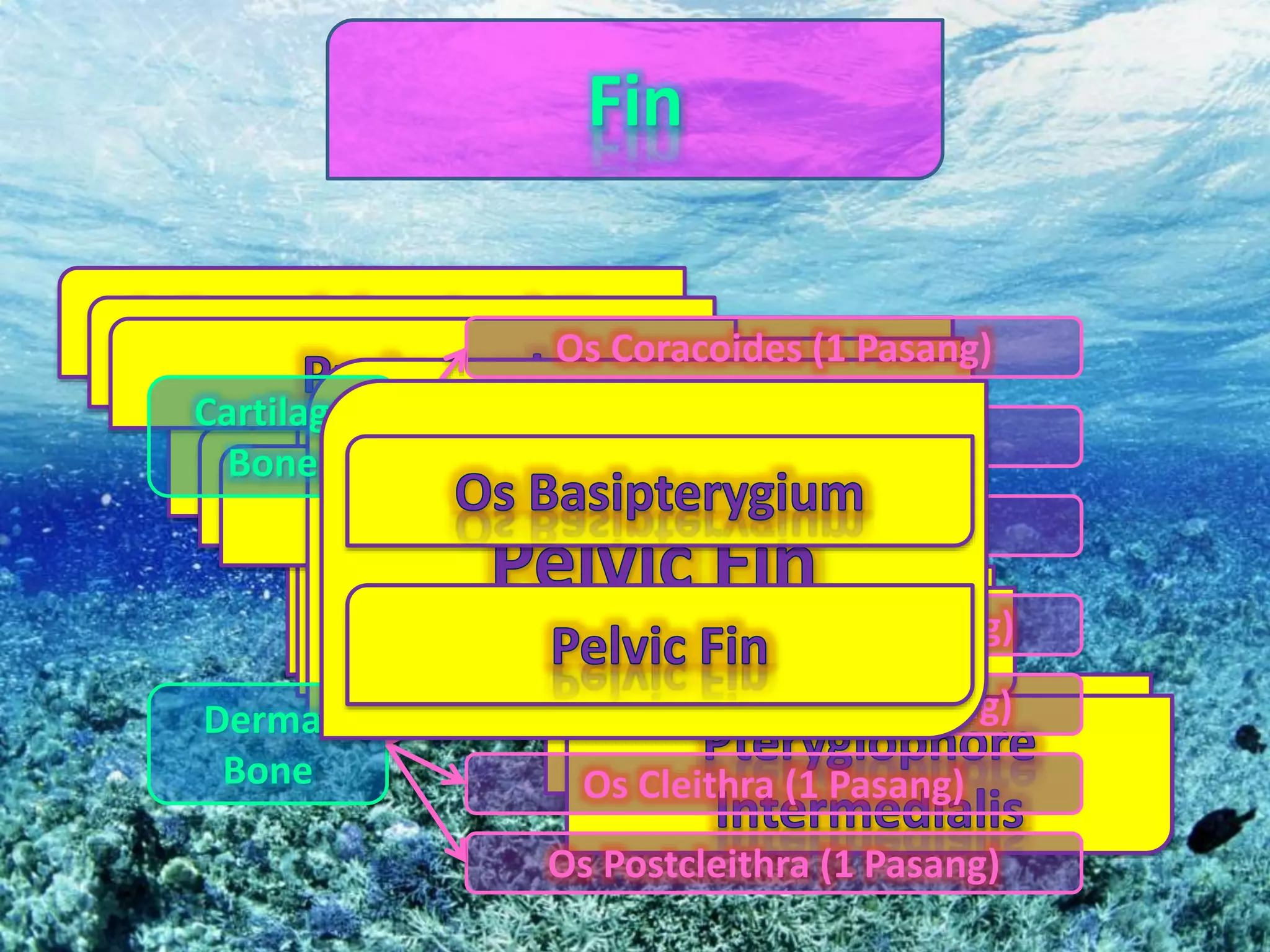Fin
Cartilago
Bone
Dermal
Bone
Os Posttemporal (1 Pasang)
Os Supracleithra (1 Pasang)
Os Cleithra (1 Pasang)
Os Postcleithra (1 Pasang)
Os Coracoides (1 Pasang)
Os Scapula (1 Pasang)
Os Radialis (4 Pasang)
 