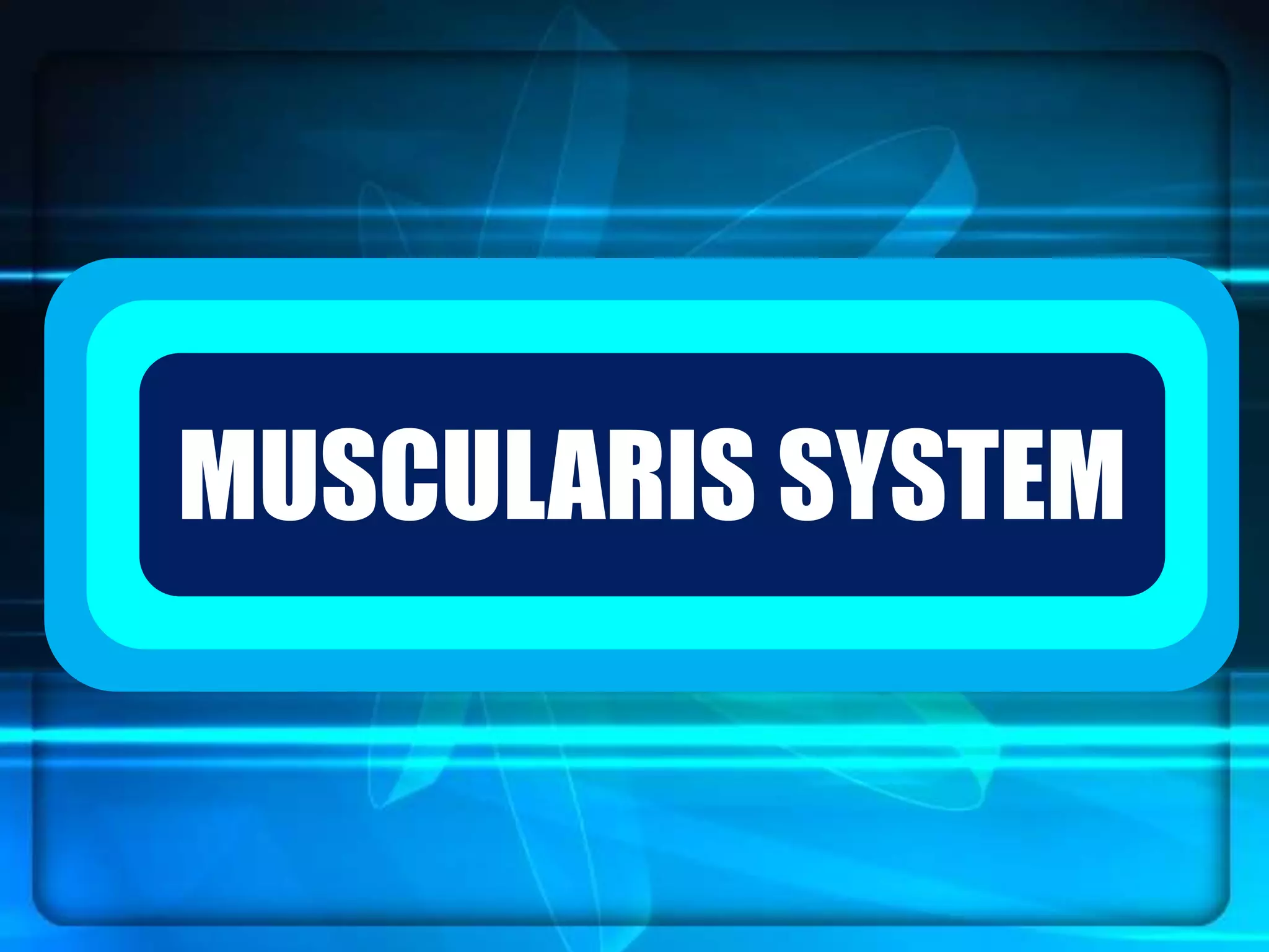 `MUSCULARIS SYSTEM
 