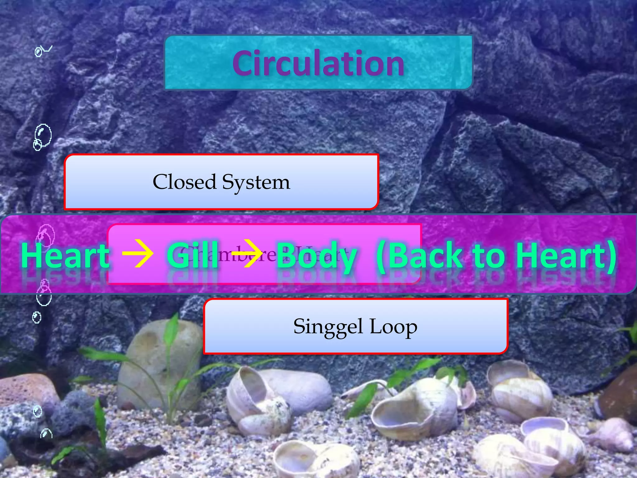 Circulation
Closed System
Chambered Heart
Singgel Loop
Heart  Gill  Body (Back to Heart)
 