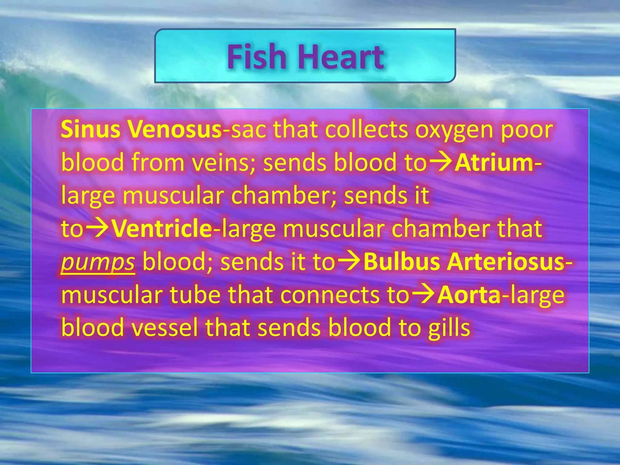 Sinus Venosus-sac that collects oxygen poor
blood from veins; sends blood toAtrium-
large muscular chamber; sends it
toVentricle-large muscular chamber that
pumps blood; sends it toBulbus Arteriosus-
muscular tube that connects toAorta-large
blood vessel that sends blood to gills
Fish Heart
 