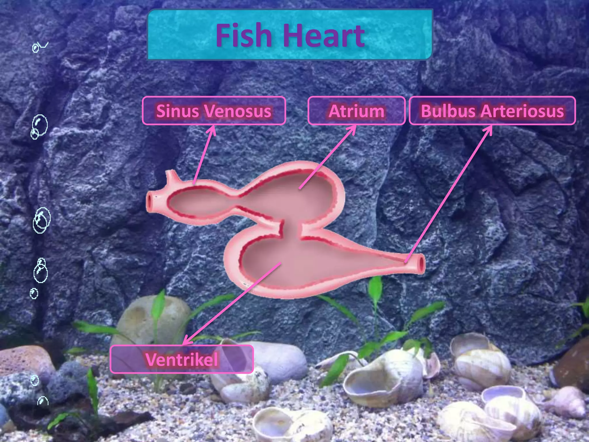 Fish Heart
Sinus Venosus Atrium Bulbus Arteriosus
Ventrikel
 