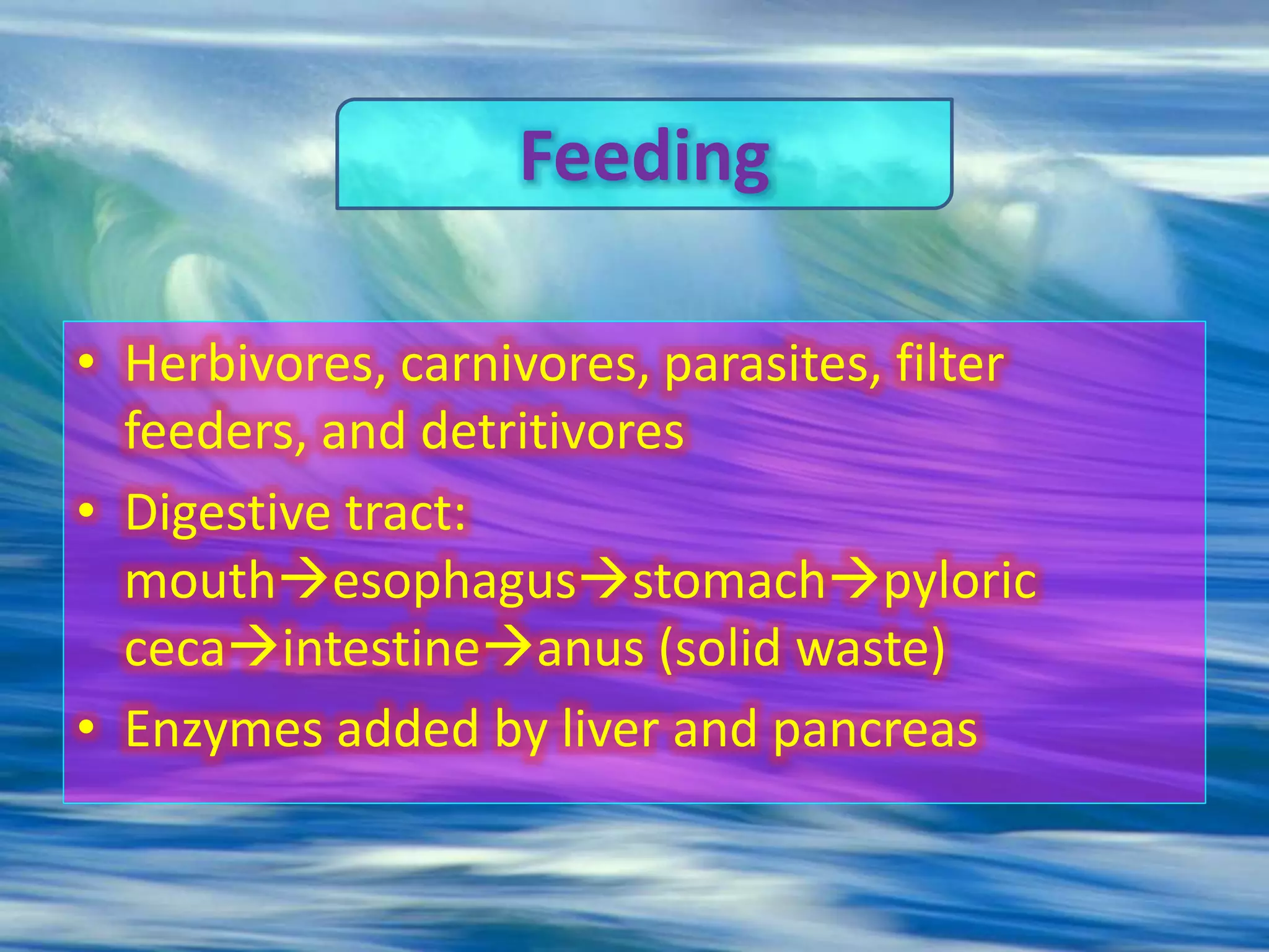 • Herbivores, carnivores, parasites, filter
feeders, and detritivores
• Digestive tract:
mouthesophagusstomachpyloric
cecaintestineanus (solid waste)
• Enzymes added by liver and pancreas
Feeding
 