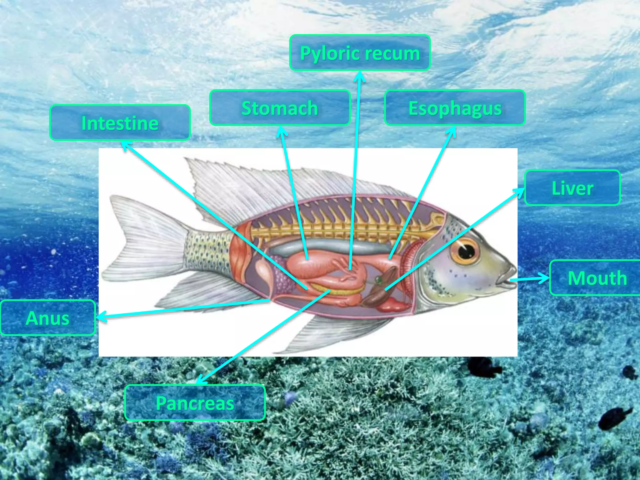 Pancreas
Anus
Intestine
Stomach Esophagus
Pyloric recum
Liver
Mouth
 