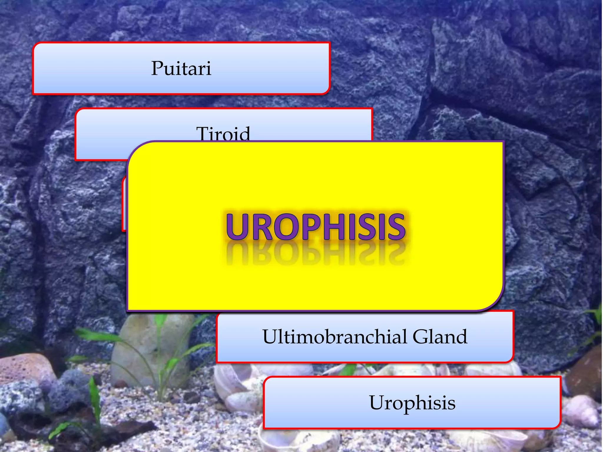 Tiroid
Gonad
Kidney
Ultimobranchial Gland
Urophisis
Puitari
 