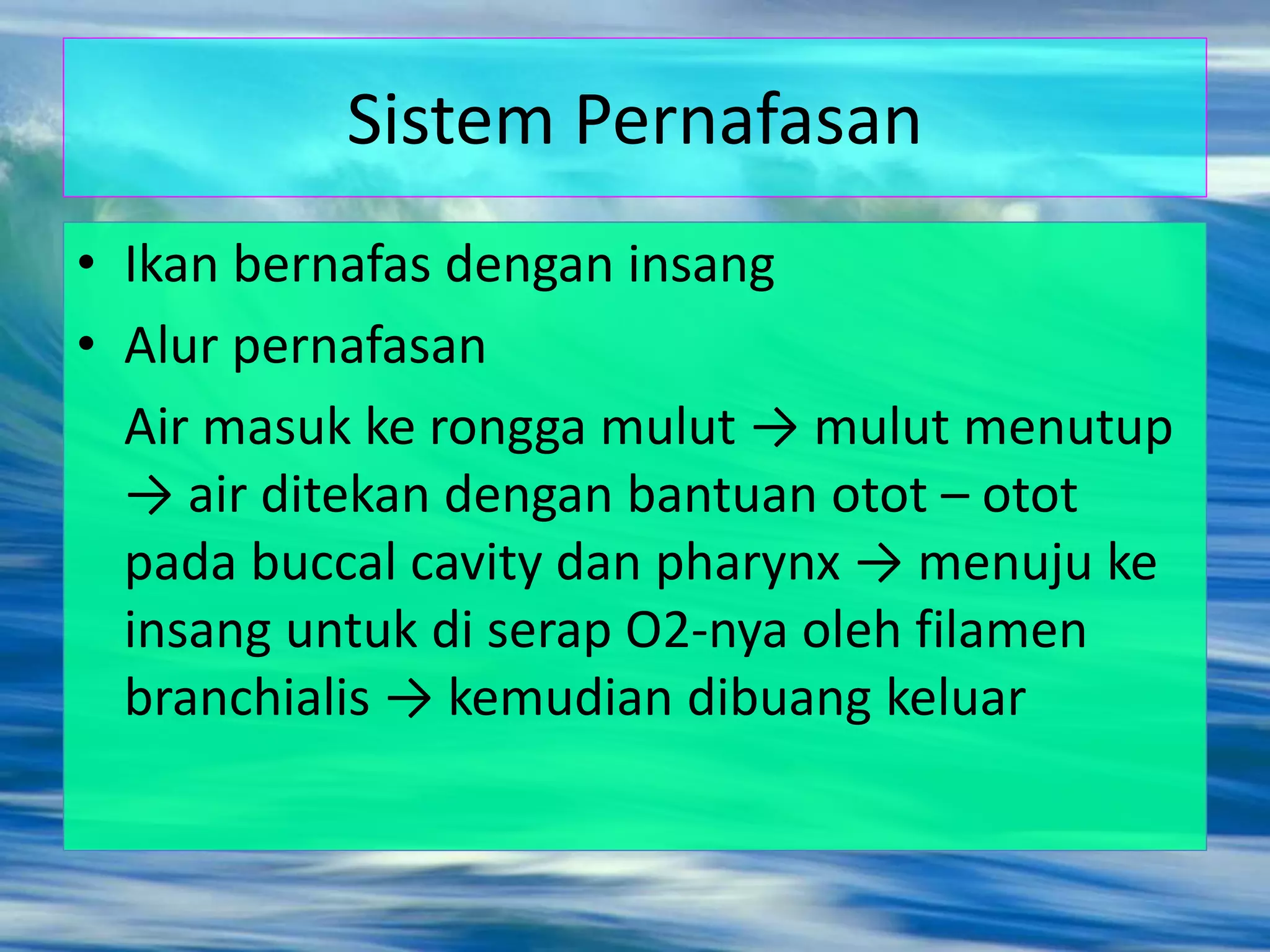 Sistem Pernafasan
• Ikan bernafas dengan insang
• Alur pernafasan
Air masuk ke rongga mulut → mulut menutup
→ air ditekan dengan bantuan otot – otot
pada buccal cavity dan pharynx → menuju ke
insang untuk di serap O2-nya oleh filamen
branchialis → kemudian dibuang keluar
 