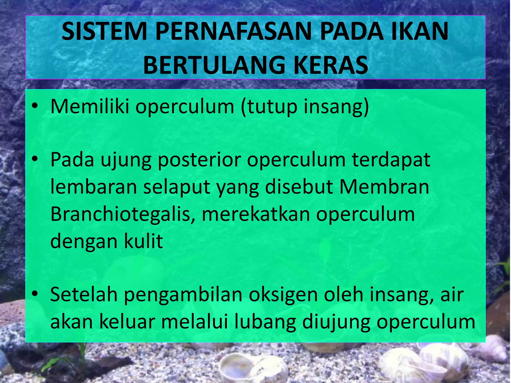 SISTEM PERNAFASAN PADA IKAN
BERTULANG KERAS
• Memiliki operculum (tutup insang)
• Pada ujung posterior operculum terdapat
lembaran selaput yang disebut Membran
Branchiotegalis, merekatkan operculum
dengan kulit
• Setelah pengambilan oksigen oleh insang, air
akan keluar melalui lubang diujung operculum
 