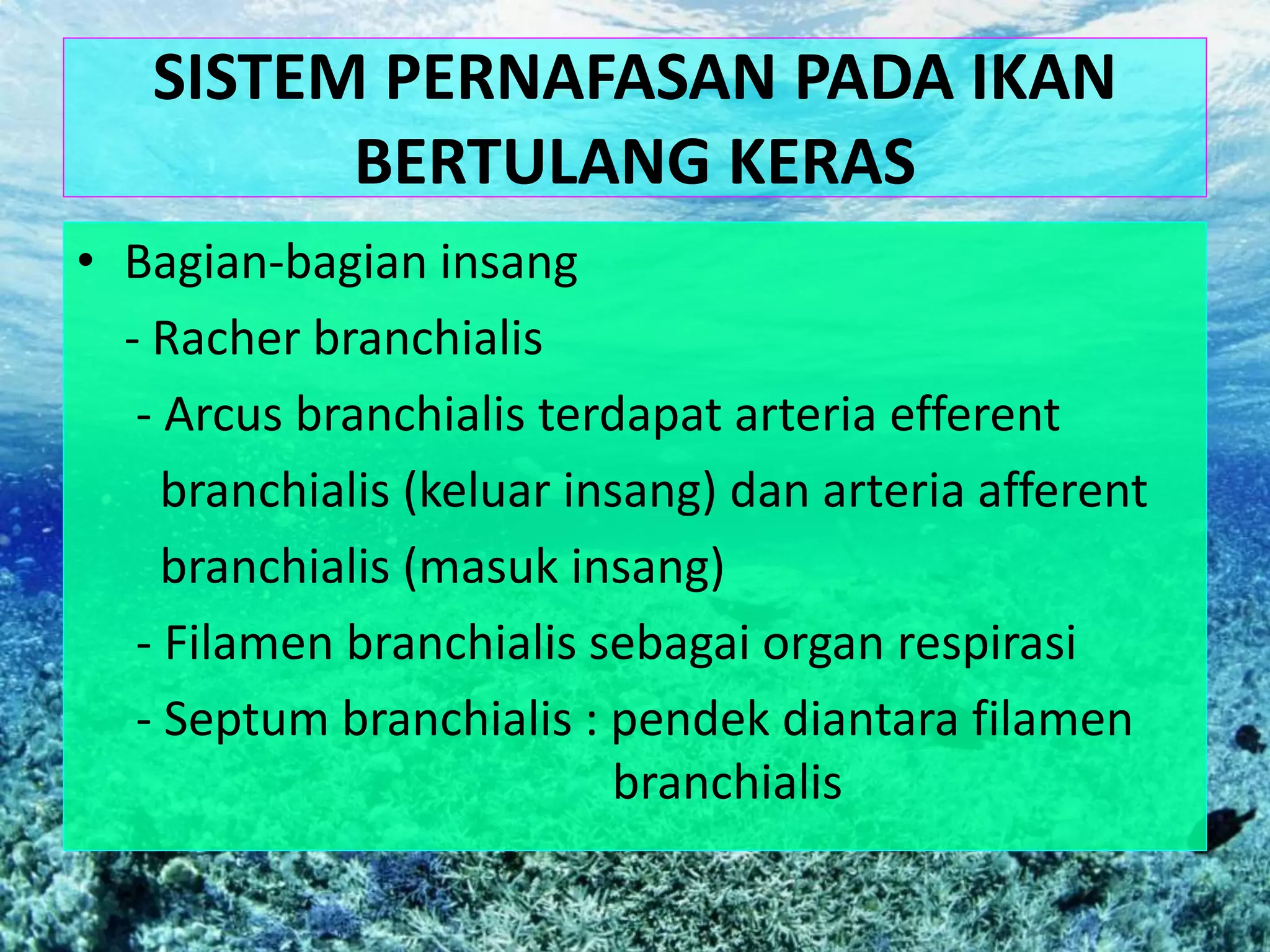 SISTEM PERNAFASAN PADA IKAN
BERTULANG KERAS
• Bagian-bagian insang
- Racher branchialis
- Arcus branchialis terdapat arteria efferent
branchialis (keluar insang) dan arteria afferent
branchialis (masuk insang)
- Filamen branchialis sebagai organ respirasi
- Septum branchialis : pendek diantara filamen
branchialis
 