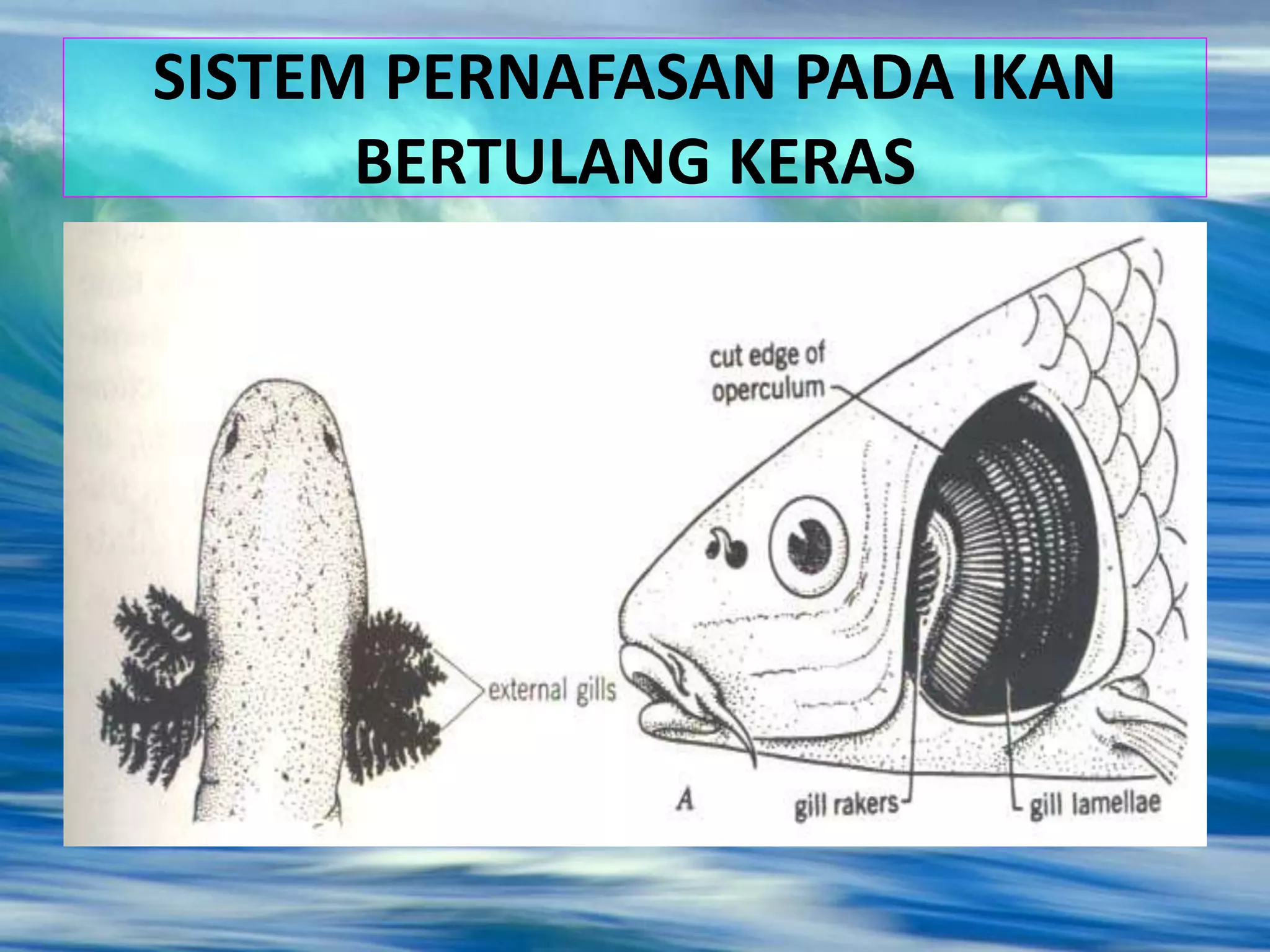 SISTEM PERNAFASAN PADA IKAN
BERTULANG KERAS
 