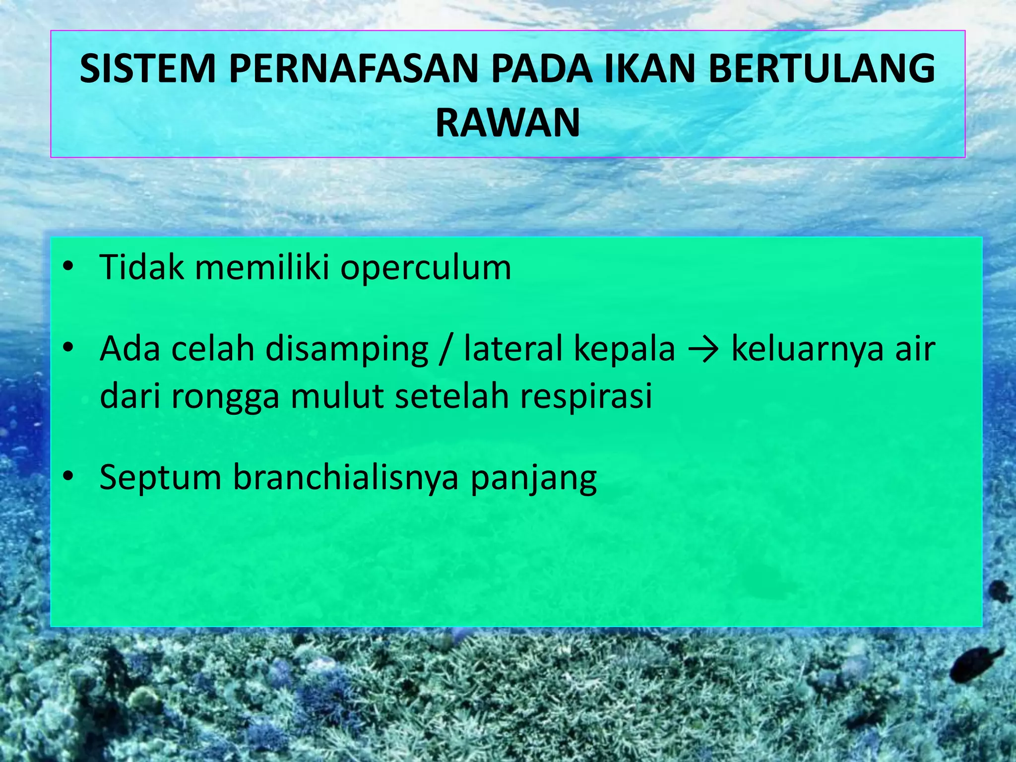 SISTEM PERNAFASAN PADA IKAN BERTULANG
RAWAN
• Tidak memiliki operculum
• Ada celah disamping / lateral kepala → keluarnya air
dari rongga mulut setelah respirasi
• Septum branchialisnya panjang
 