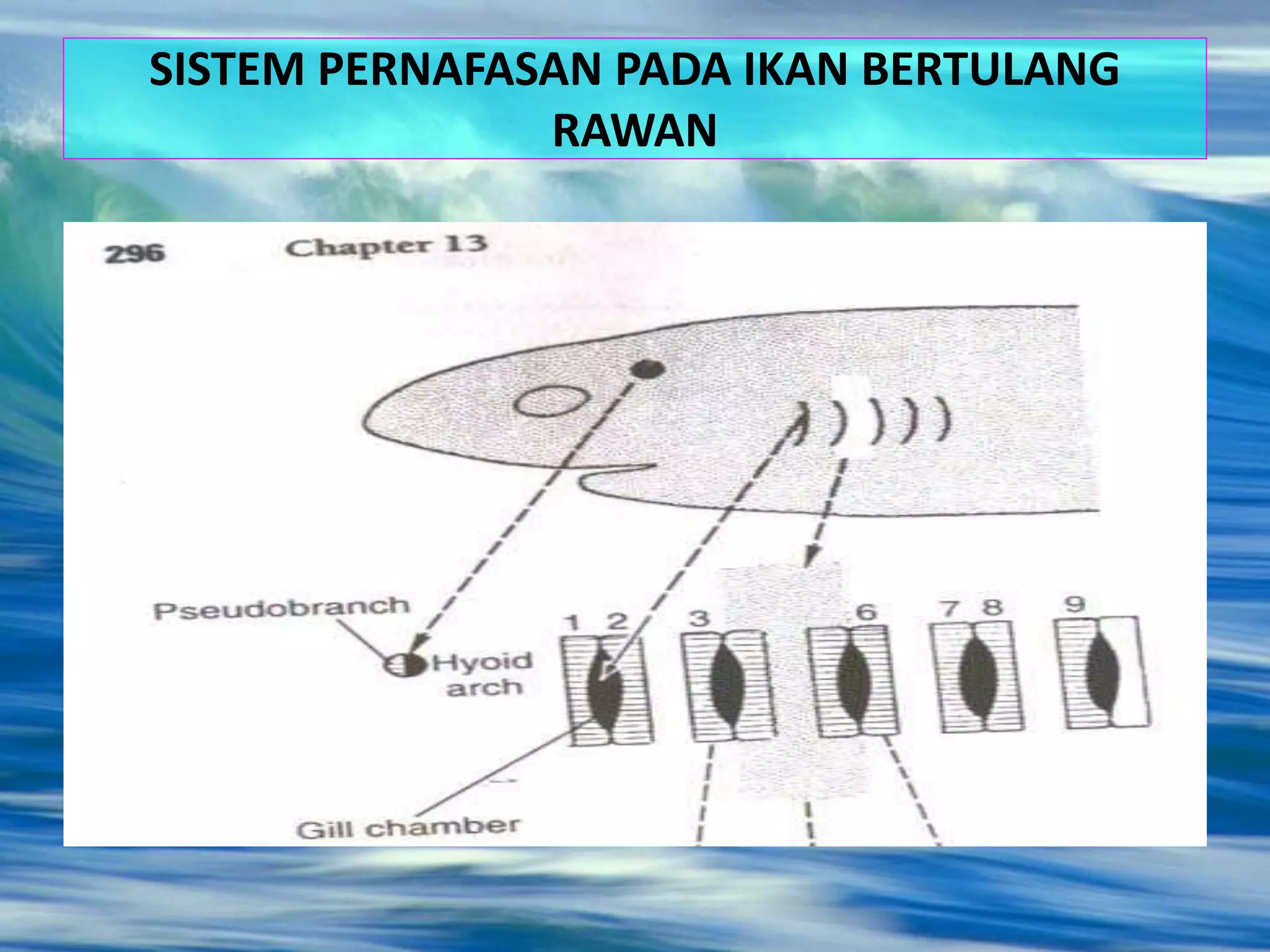 SISTEM PERNAFASAN PADA IKAN BERTULANG
RAWAN
 