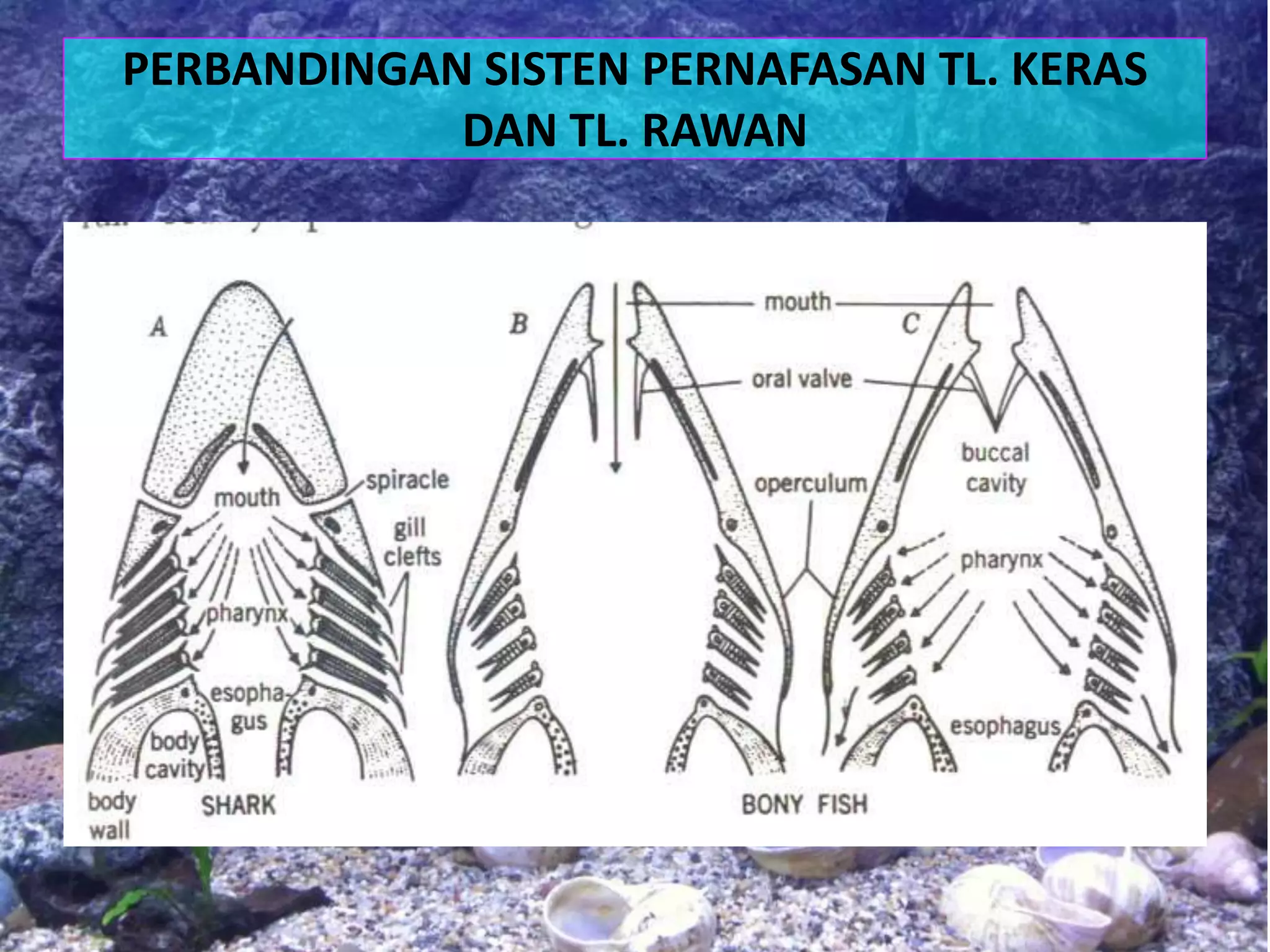 PERBANDINGAN SISTEN PERNAFASAN TL. KERAS
DAN TL. RAWAN
 