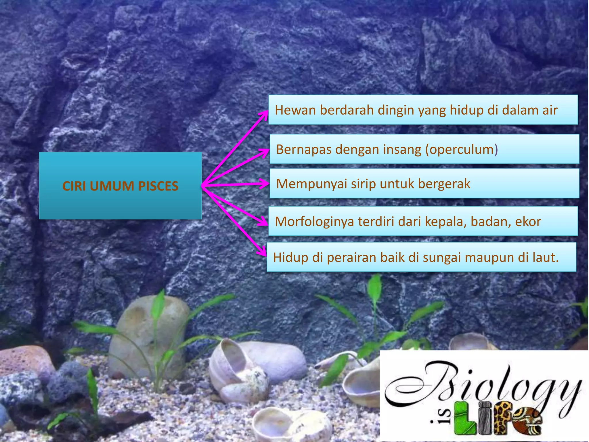 CIRI UMUM PISCES
Hewan berdarah dingin yang hidup di dalam air
Bernapas dengan insang (operculum)
Mempunyai sirip untuk bergerak
Morfologinya terdiri dari kepala, badan, ekor
Hidup di perairan baik di sungai maupun di laut.
 