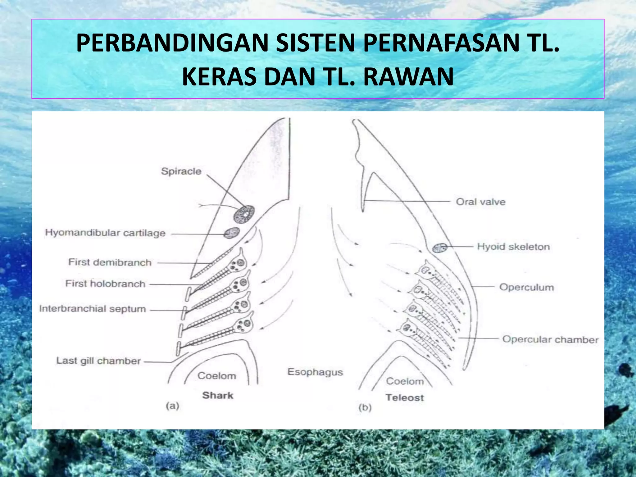 PERBANDINGAN SISTEN PERNAFASAN TL.
KERAS DAN TL. RAWAN
 