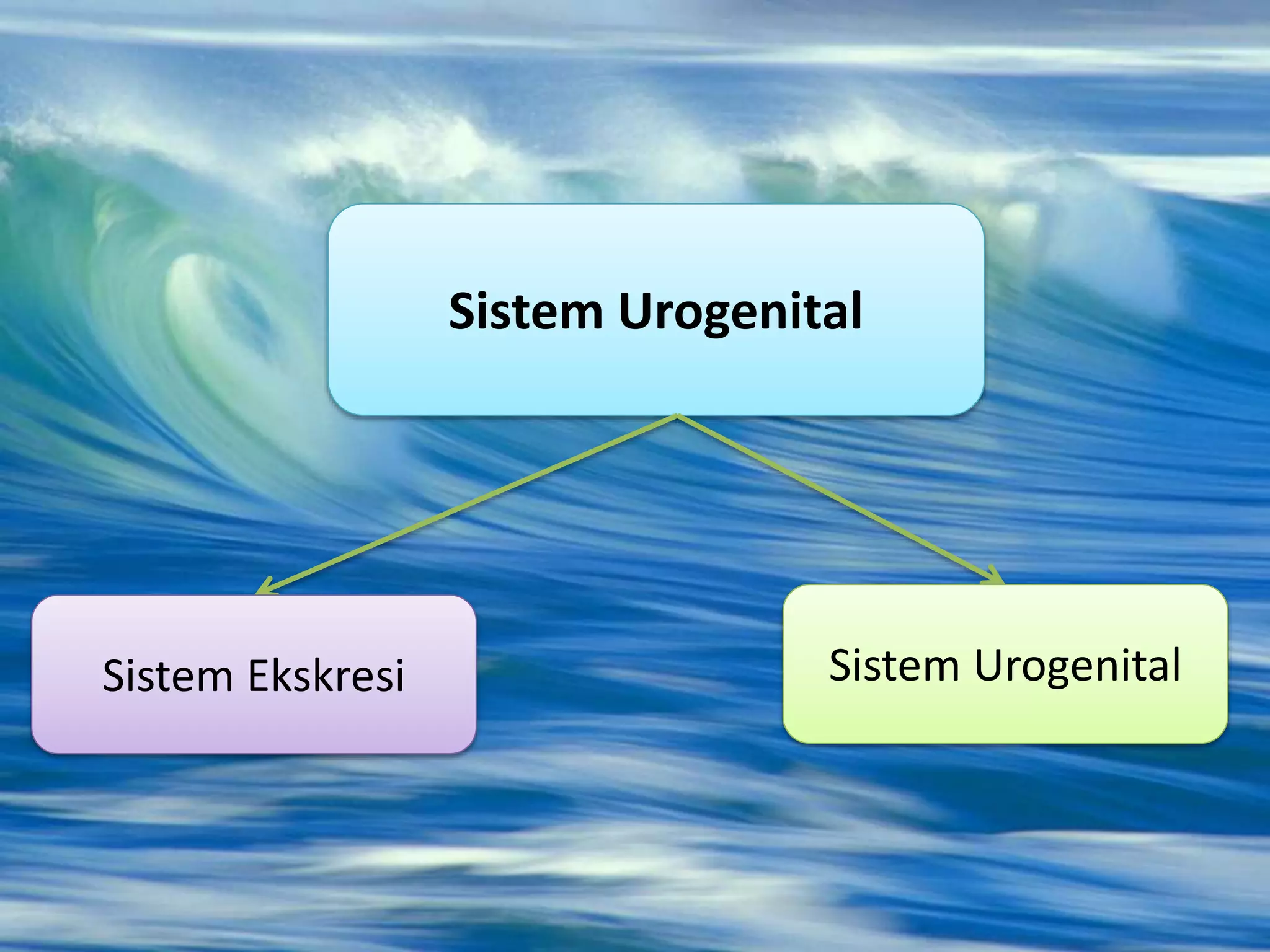 Sistem Urogenital
Sistem Ekskresi Sistem Urogenital
 