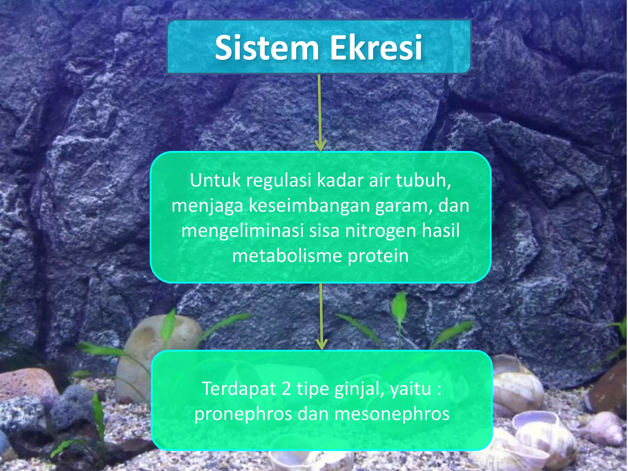 Untuk regulasi kadar air tubuh,
menjaga keseimbangan garam, dan
mengeliminasi sisa nitrogen hasil
metabolisme protein
Terdapat 2 tipe ginjal, yaitu :
pronephros dan mesonephros
Sistem Ekresi
 