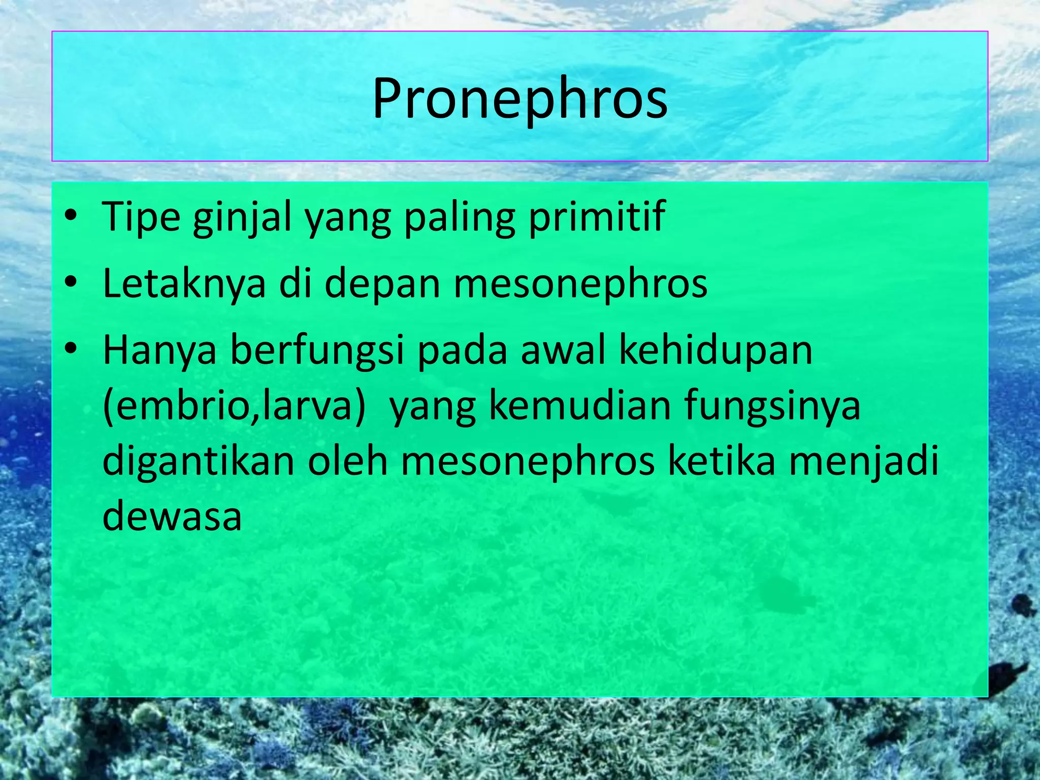 Pronephros
• Tipe ginjal yang paling primitif
• Letaknya di depan mesonephros
• Hanya berfungsi pada awal kehidupan
(embrio,larva) yang kemudian fungsinya
digantikan oleh mesonephros ketika menjadi
dewasa
 