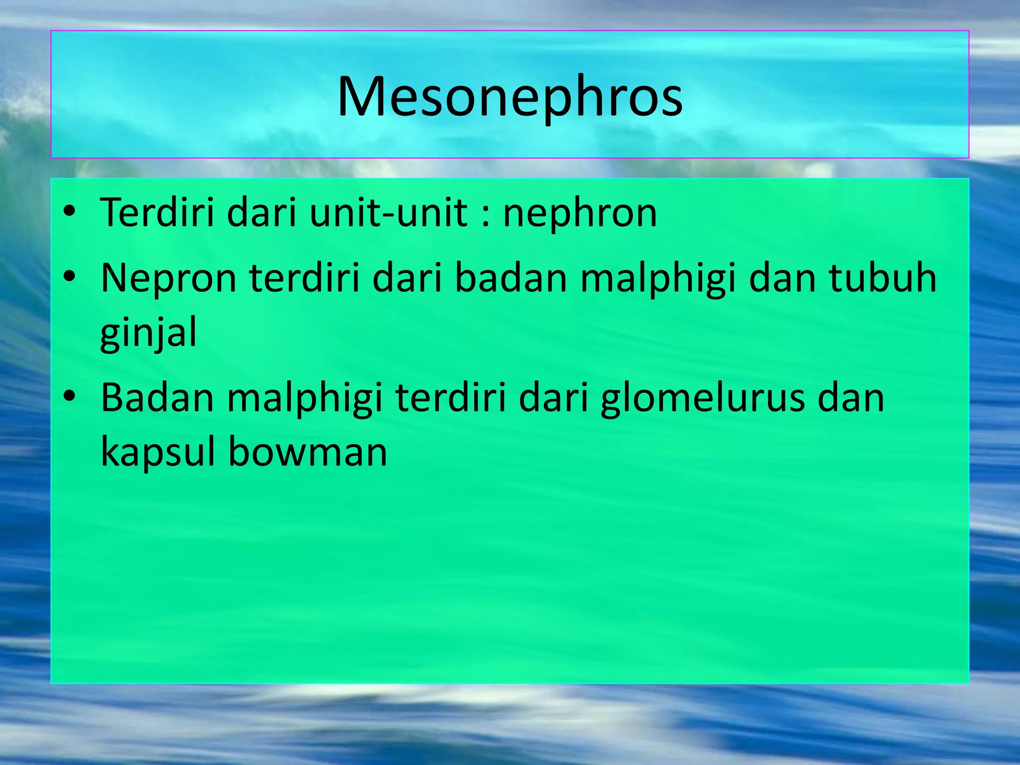 Mesonephros
• Terdiri dari unit-unit : nephron
• Nepron terdiri dari badan malphigi dan tubuh
ginjal
• Badan malphigi terdiri dari glomelurus dan
kapsul bowman
 