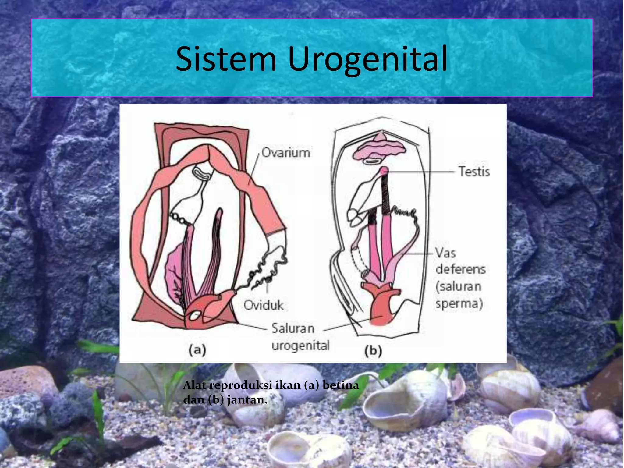Sistem Urogenital
Alat reproduksi ikan (a) betina
dan (b) jantan.
 