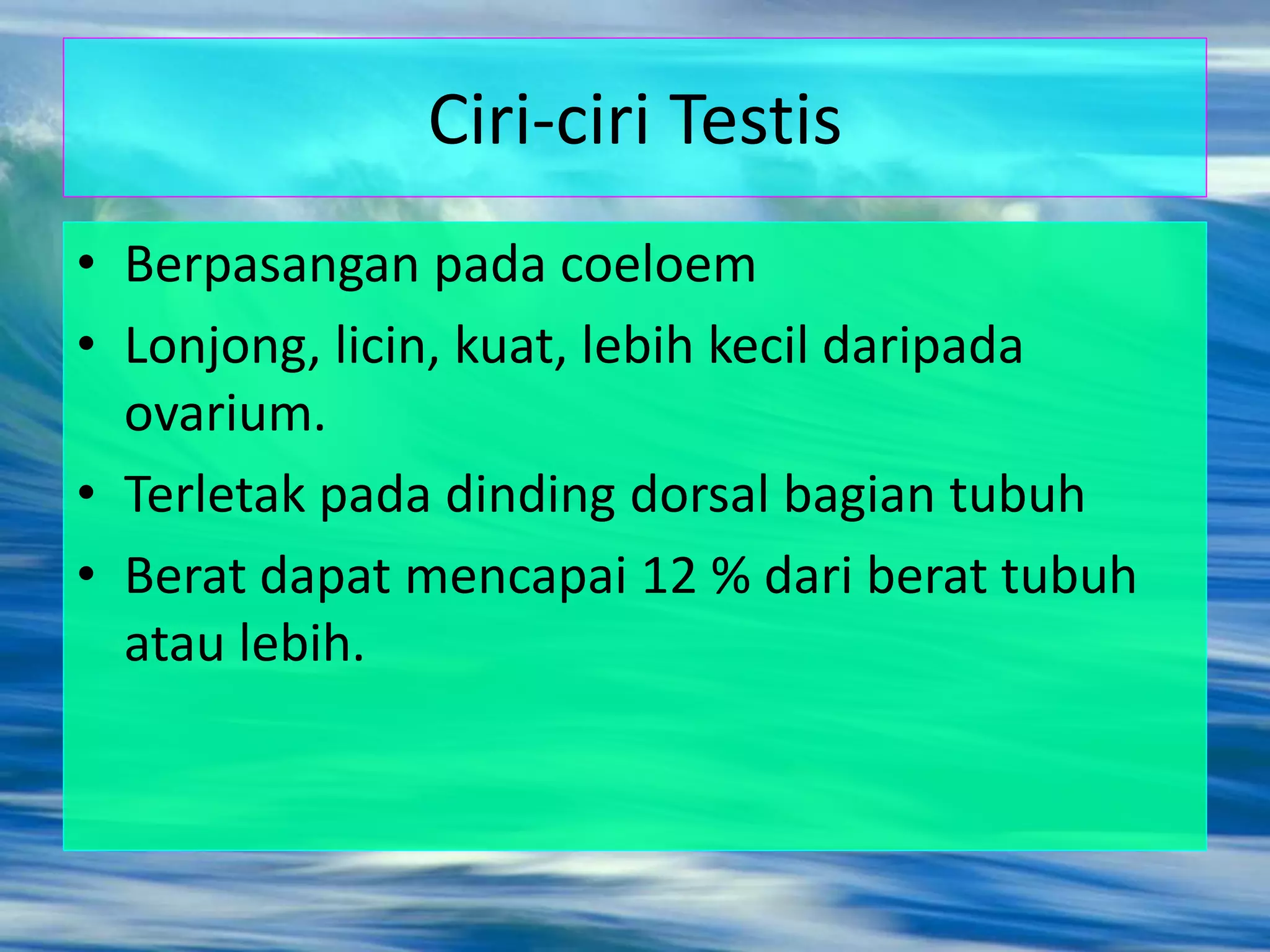Ciri-ciri Testis
• Berpasangan pada coeloem
• Lonjong, licin, kuat, lebih kecil daripada
ovarium.
• Terletak pada dinding dorsal bagian tubuh
• Berat dapat mencapai 12 % dari berat tubuh
atau lebih.
 