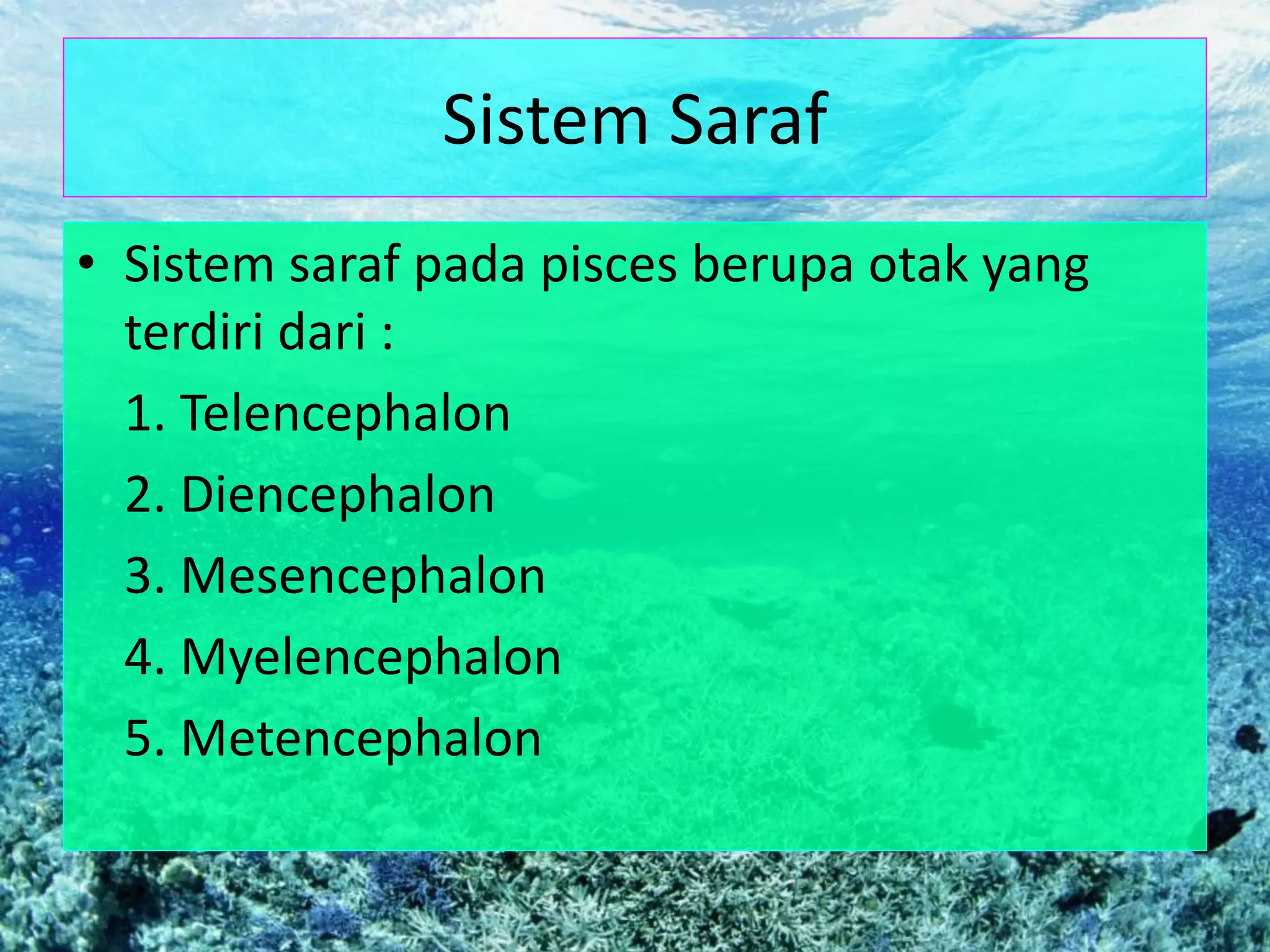 Sistem Saraf
• Sistem saraf pada pisces berupa otak yang
terdiri dari :
1. Telencephalon
2. Diencephalon
3. Mesencephalon
4. Myelencephalon
5. Metencephalon
 