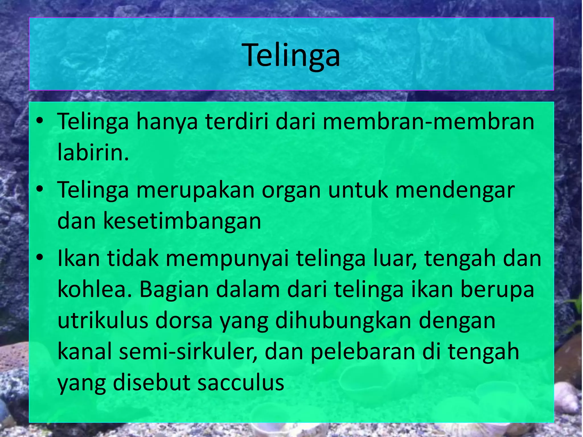 Telinga
• Telinga hanya terdiri dari membran-membran
labirin.
• Telinga merupakan organ untuk mendengar
dan kesetimbangan
• Ikan tidak mempunyai telinga luar, tengah dan
kohlea. Bagian dalam dari telinga ikan berupa
utrikulus dorsa yang dihubungkan dengan
kanal semi-sirkuler, dan pelebaran di tengah
yang disebut sacculus
 