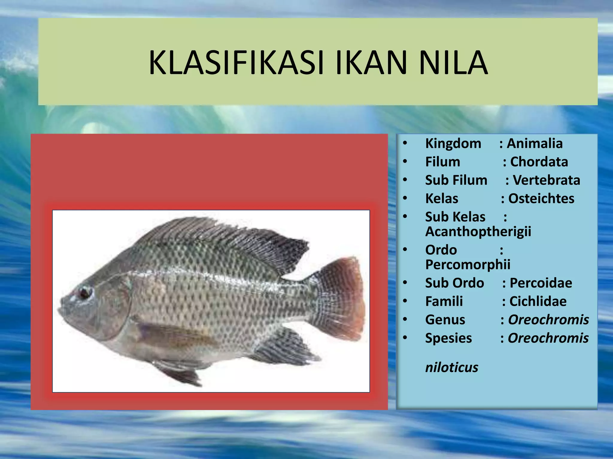 KLASIFIKASI IKAN NILA
• Kingdom : Animalia
• Filum : Chordata
• Sub Filum : Vertebrata
• Kelas : Osteichtes
• Sub Kelas :
Acanthoptherigii
• Ordo :
Percomorphii
• Sub Ordo : Percoidae
• Famili : Cichlidae
• Genus : Oreochromis
• Spesies : Oreochromis
niloticus
 