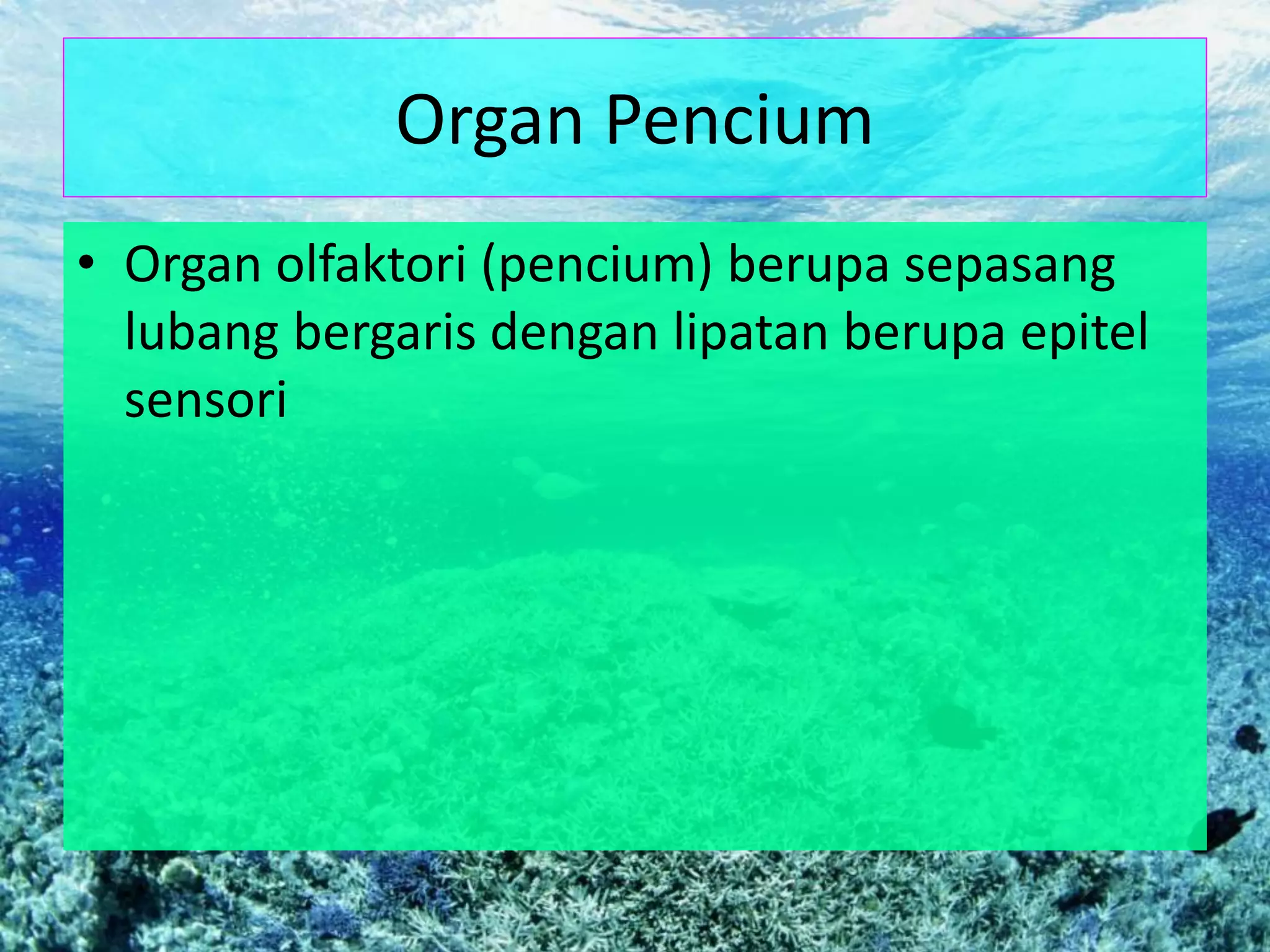 Organ Pencium
• Organ olfaktori (pencium) berupa sepasang
lubang bergaris dengan lipatan berupa epitel
sensori
 