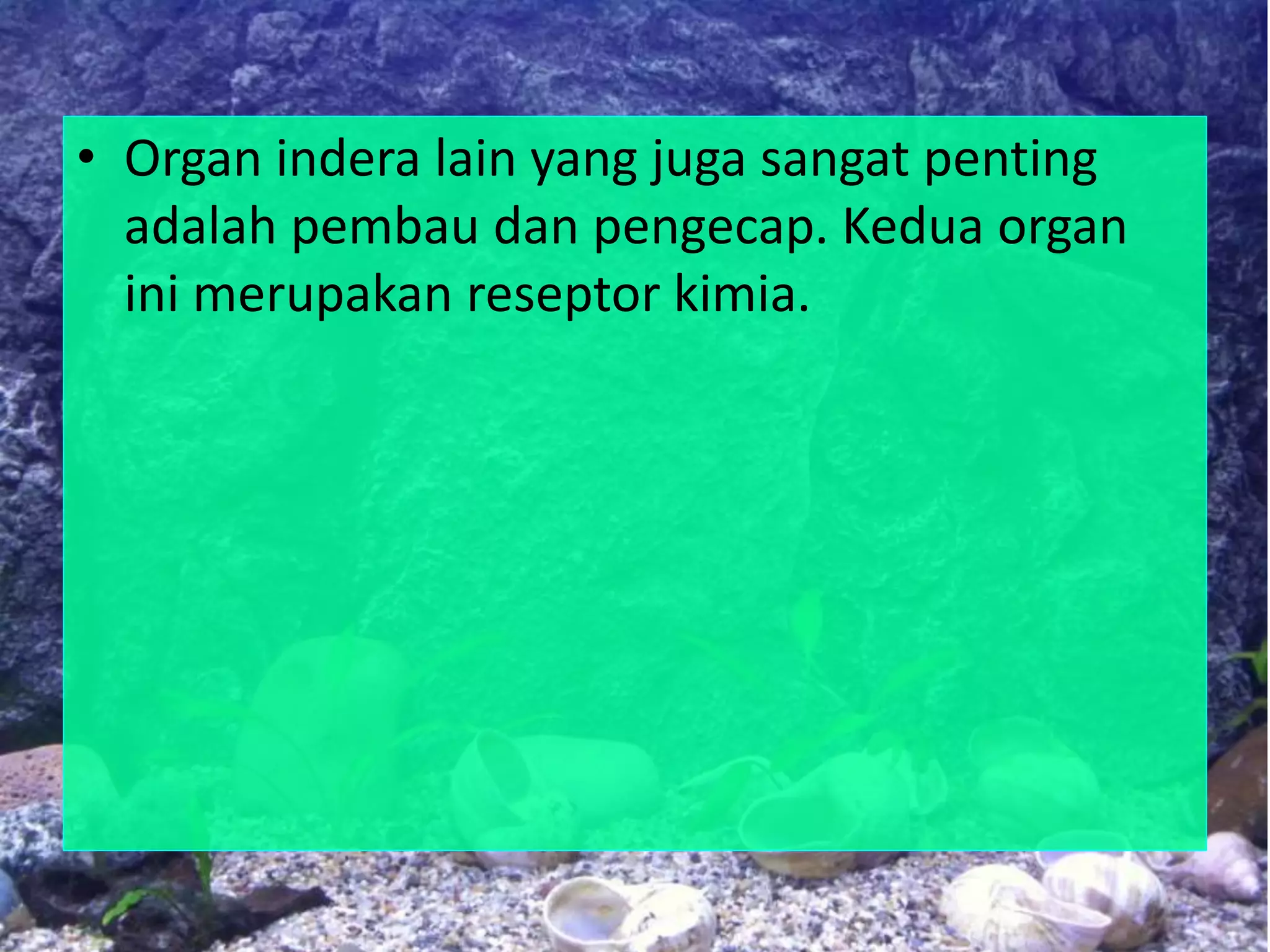 • Organ indera lain yang juga sangat penting
adalah pembau dan pengecap. Kedua organ
ini merupakan reseptor kimia.
 
