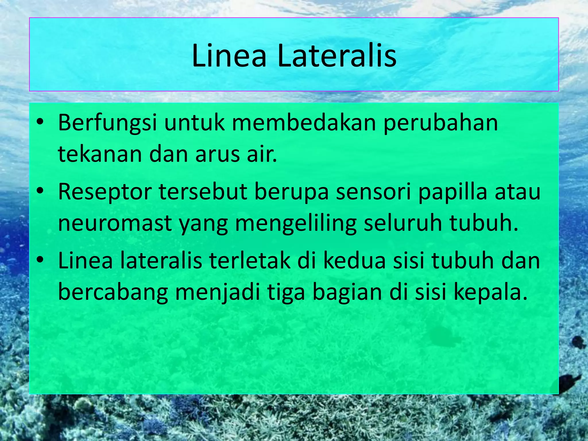Linea Lateralis
• Berfungsi untuk membedakan perubahan
tekanan dan arus air.
• Reseptor tersebut berupa sensori papilla atau
neuromast yang mengeliling seluruh tubuh.
• Linea lateralis terletak di kedua sisi tubuh dan
bercabang menjadi tiga bagian di sisi kepala.
 