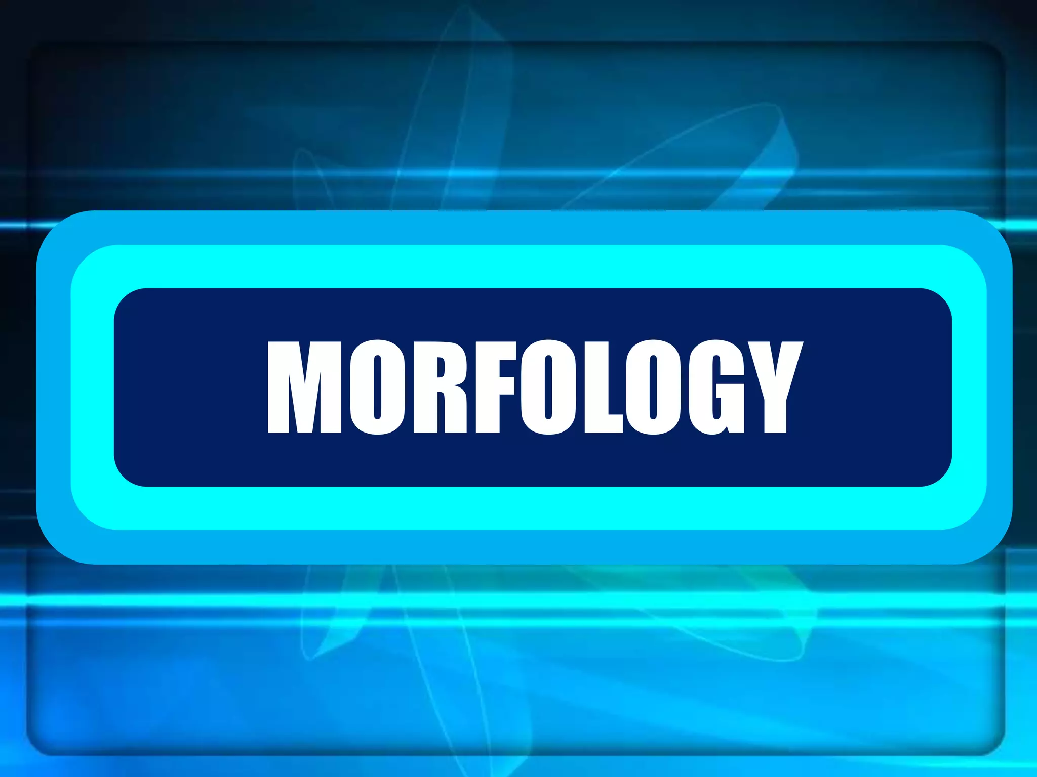 `MORFOLOGY
 