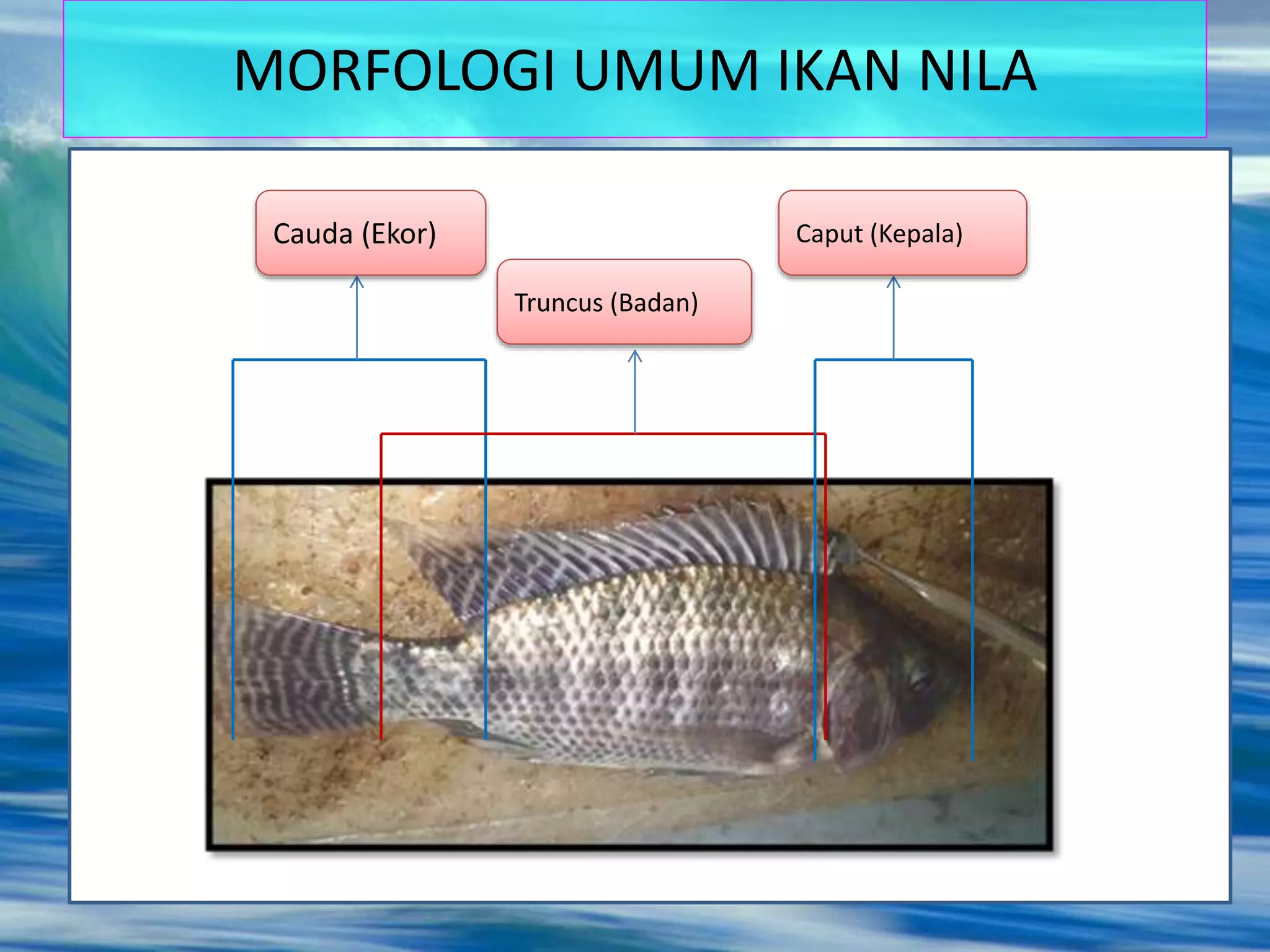 MORFOLOGI UMUM IKAN NILA
Cauda (Ekor)
Truncus (Badan)
Caput (Kepala)
 