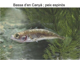 PLANEJAMENT TERRITORIAL