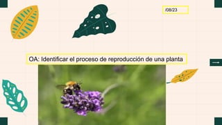 /08/23
OA: Identificar el proceso de reproducción de una planta
 