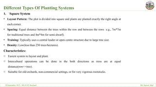 Square Method In Planting Trees Dr Rayees ppt on planting systems of Fruit trees | PPTX