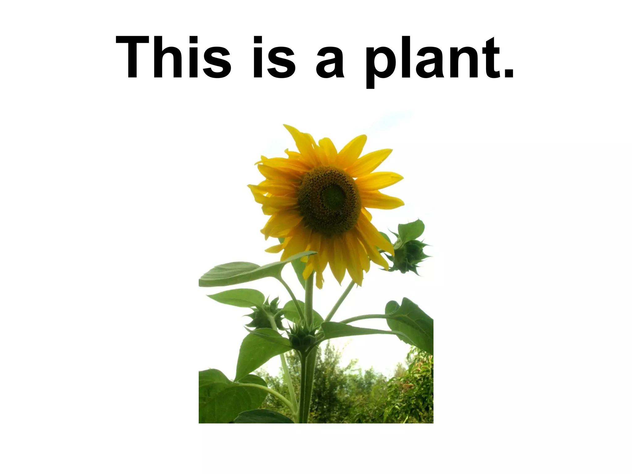 ppt-plants-types-needs-and-growth-ppt
