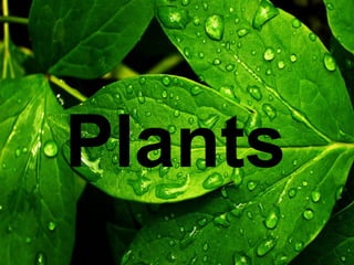 Plants

 