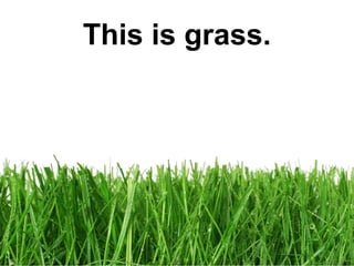 This is grass.

 