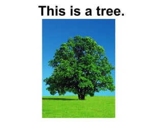 This is a tree.

 