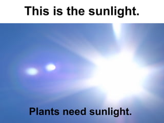 This is the sunlight.

Plants need sunlight.

 