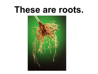These are roots.

 