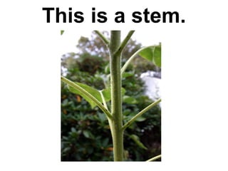 This is a stem.

 