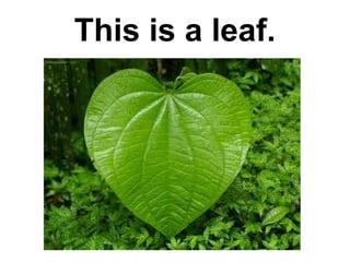This is a leaf.

 