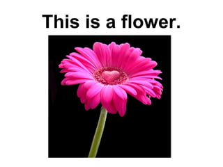 This is a flower.

 