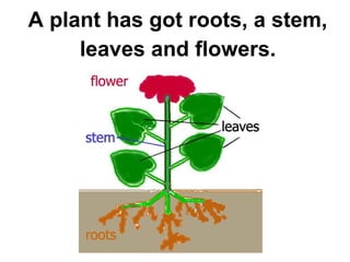 A plant has got roots, a stem,
leaves and flowers.

 
