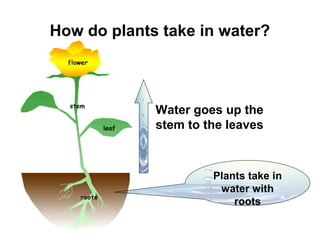 How do plants take in water?

Water goes up the
stem to the leaves

Plants take in
water with
roots

 