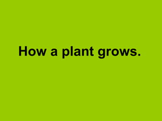How a plant grows.

 